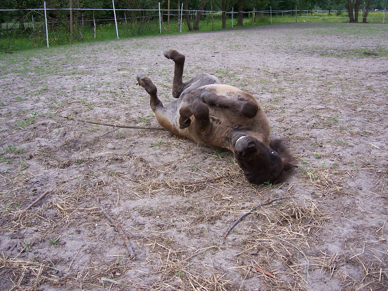 pony foal concerns free photo