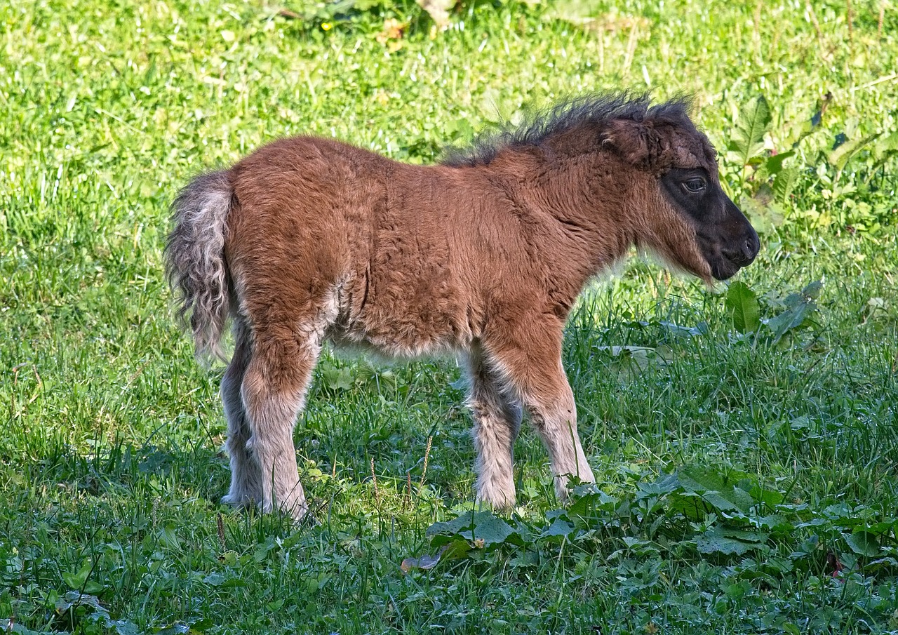 pony  foal  animal free photo