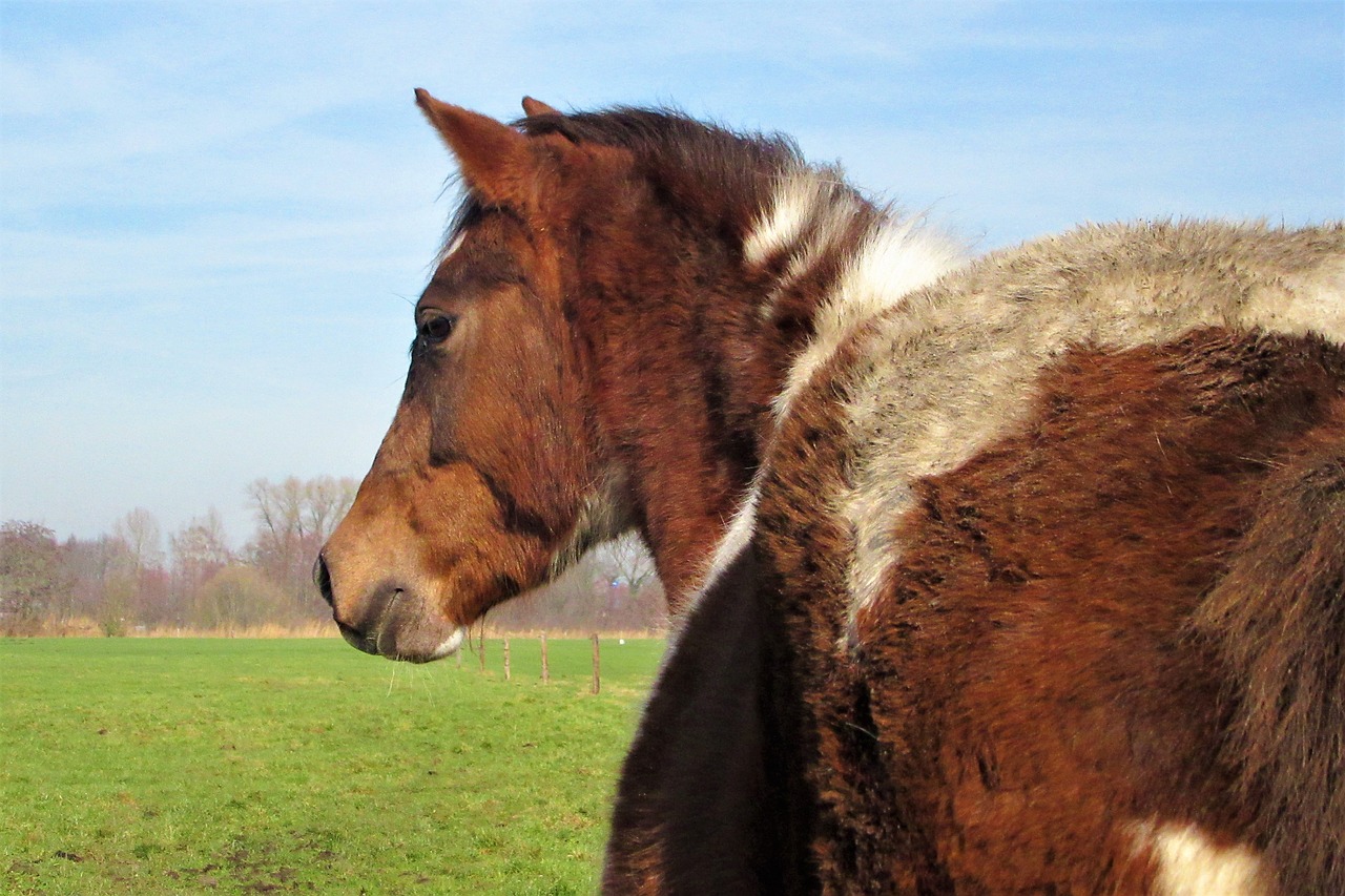 pony  horse  horses free photo