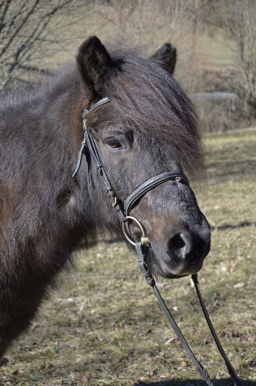 pony  icelanders  brown pony free photo