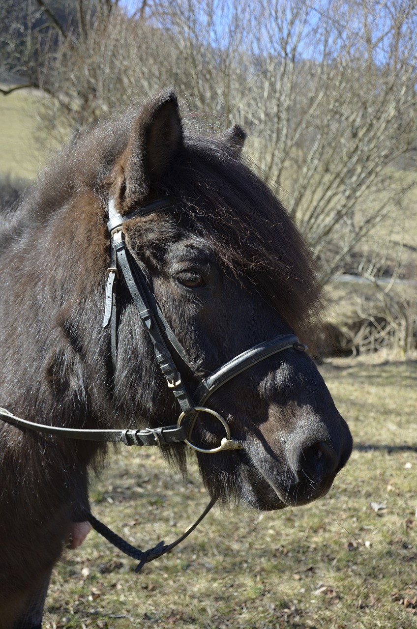 pony  icelanders  brown pony free photo