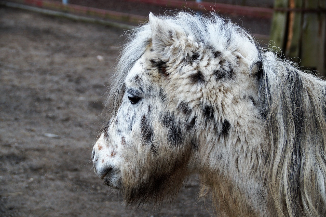 pony  grasshopper  horse free photo