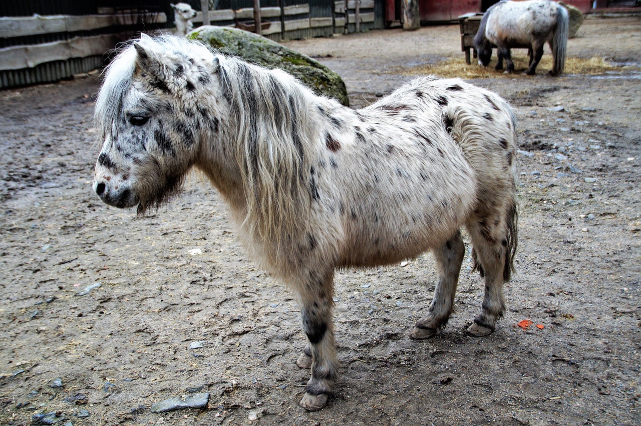 pony  grasshopper  horse free photo