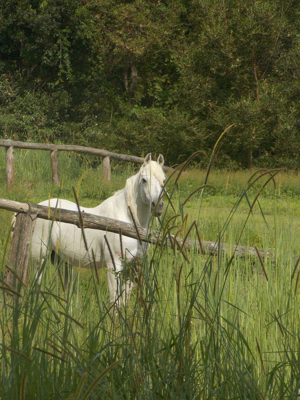 pony  white  grass free photo
