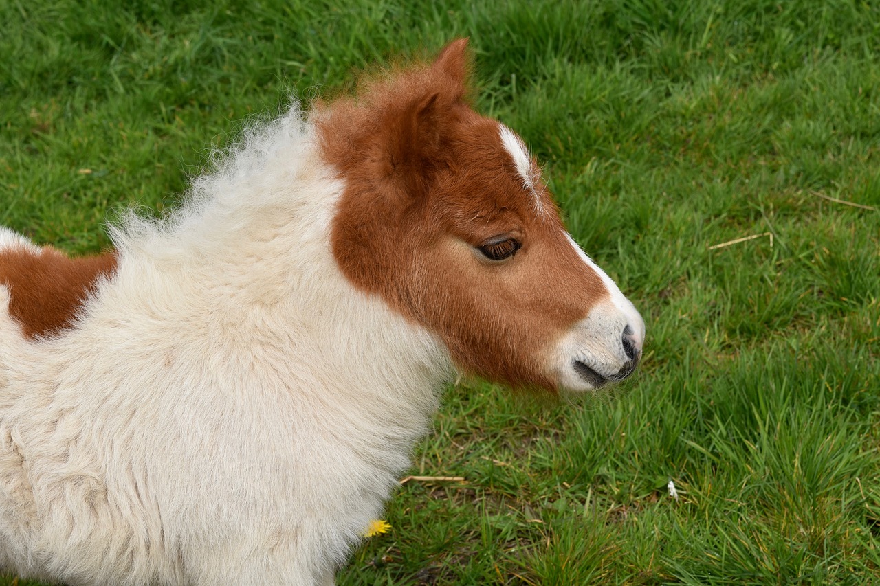 pony  shetland pony  shetland pony jarod free photo