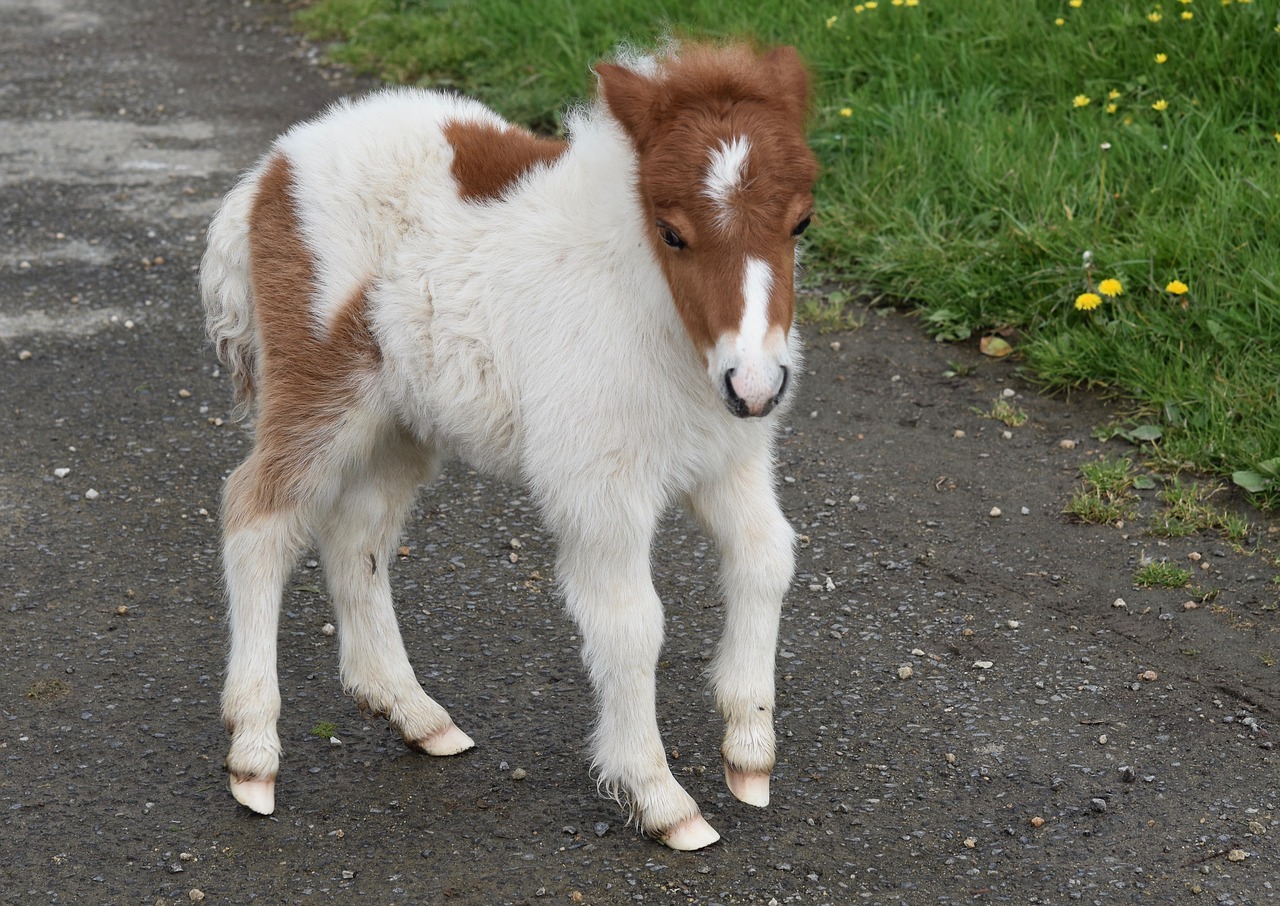 pony  shetland pony  pony-hoof white free photo