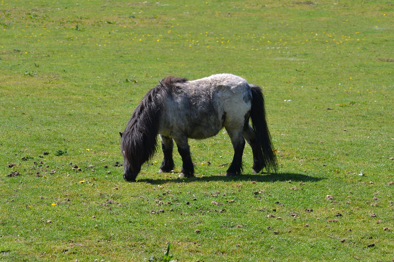 pony  sunshine  grazing free photo