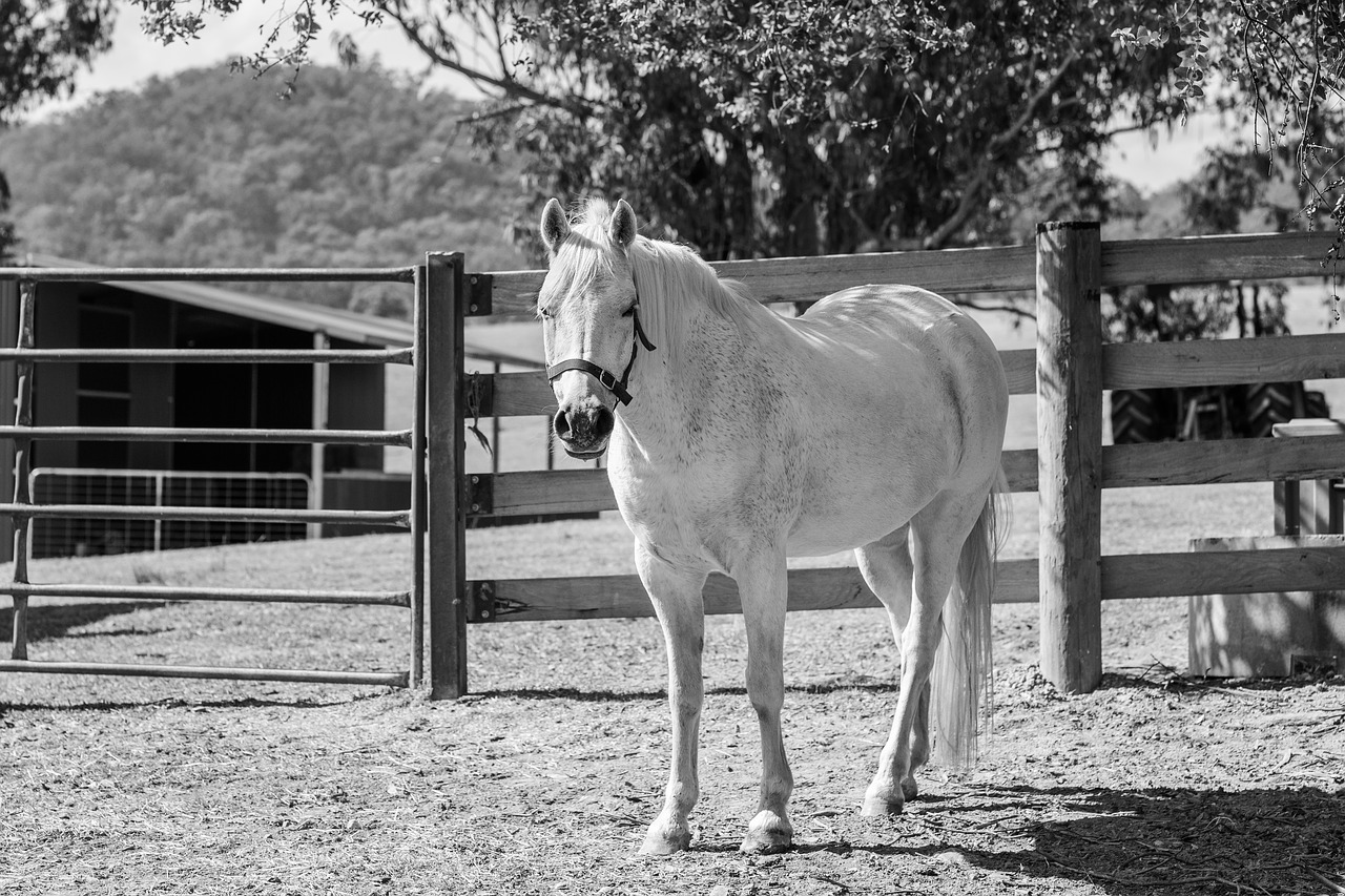 pony  horse  australian pony free photo