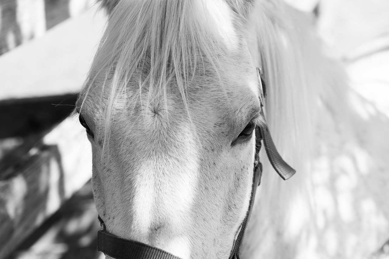 pony  horse  equine free photo