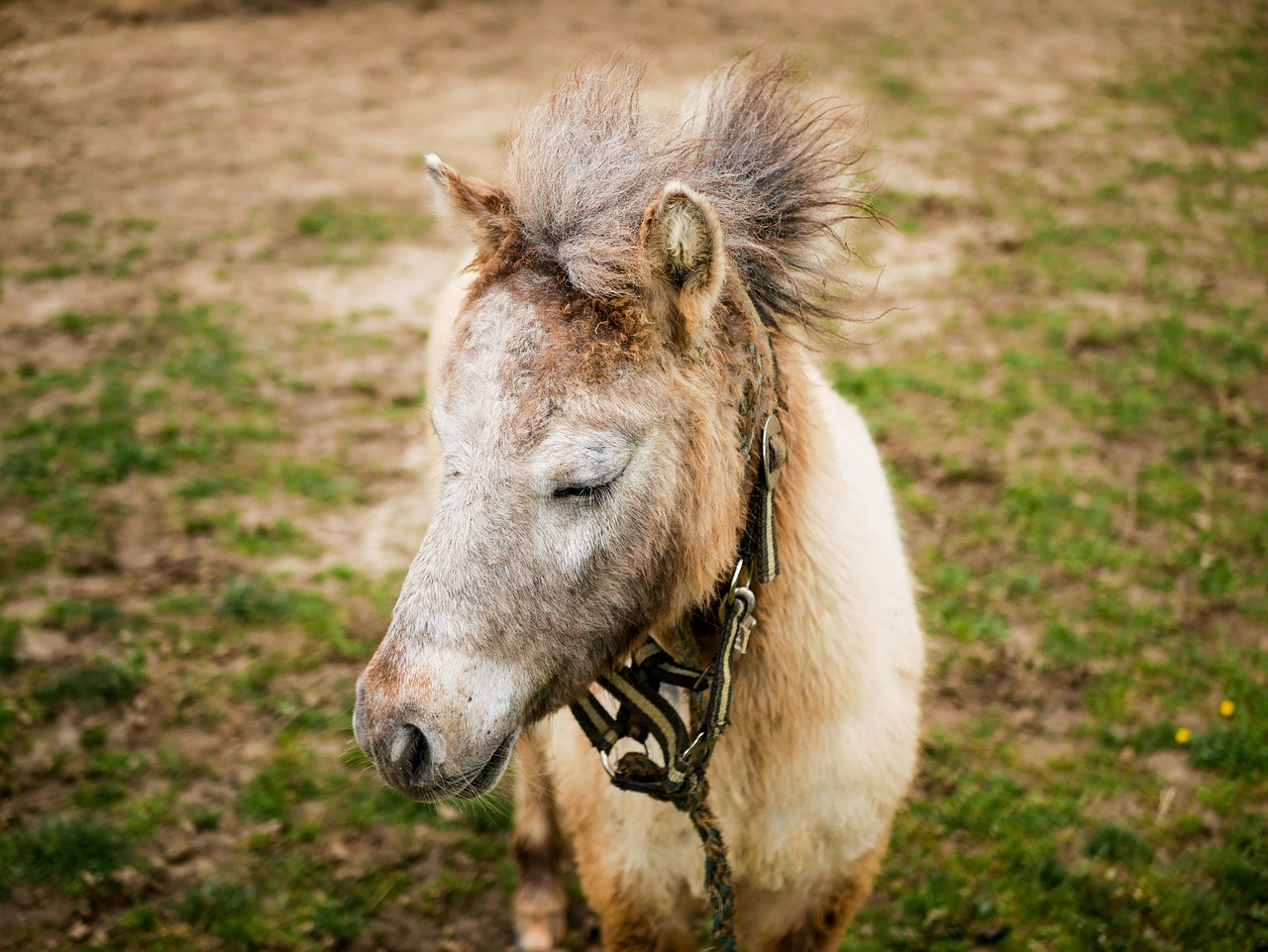 pony  mane  crete free photo