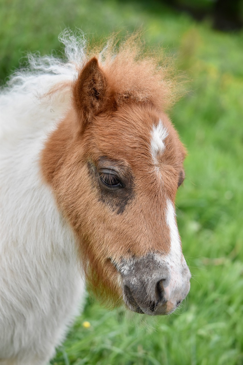 pony  portrait of shetland pony  mane curly free photo