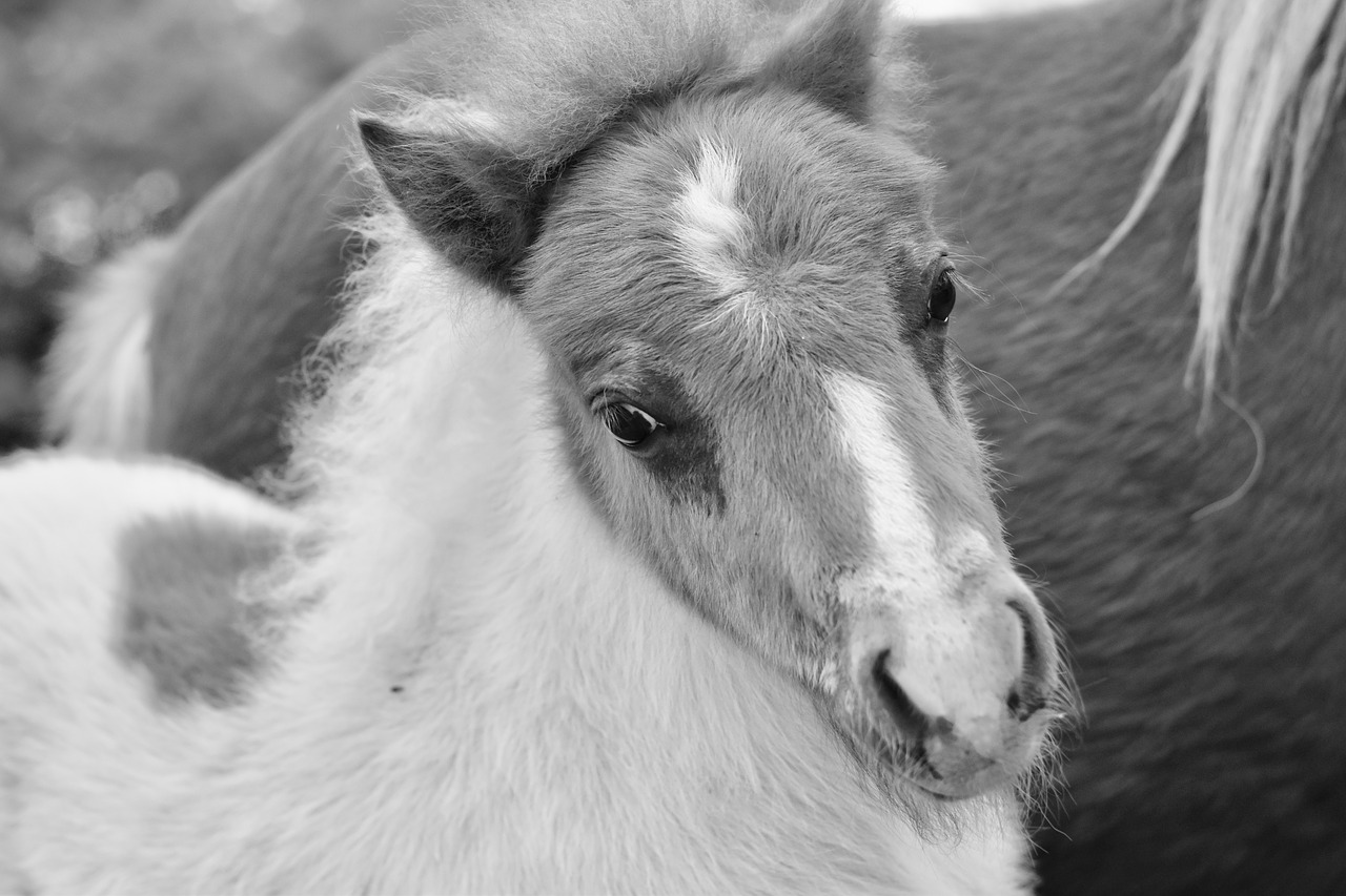 pony  black and white photo  shetland pony jarod free photo