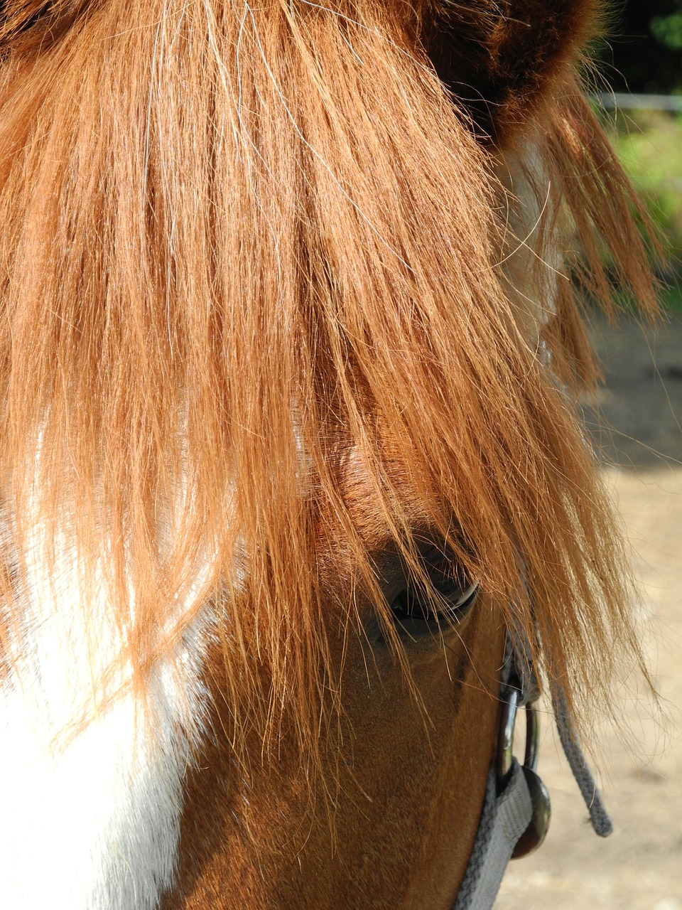 pony horse ride free photo