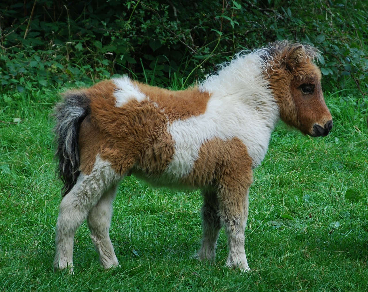 pony animal cute free photo