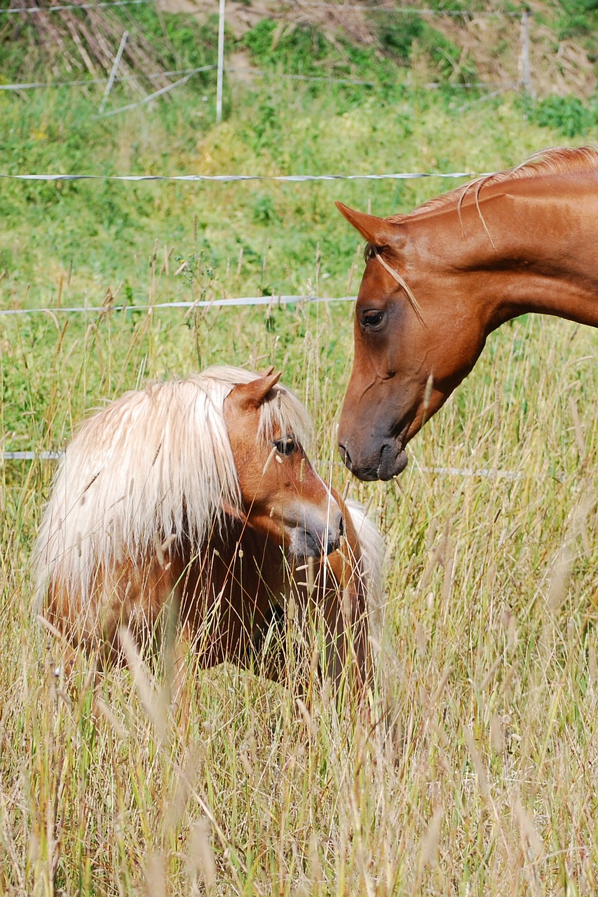 pony horse shetland pony free photo