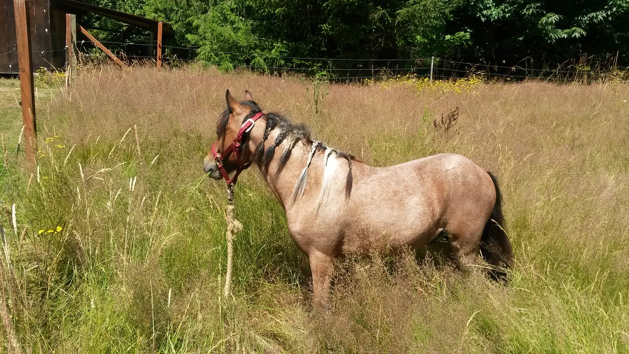 pony field grass free photo