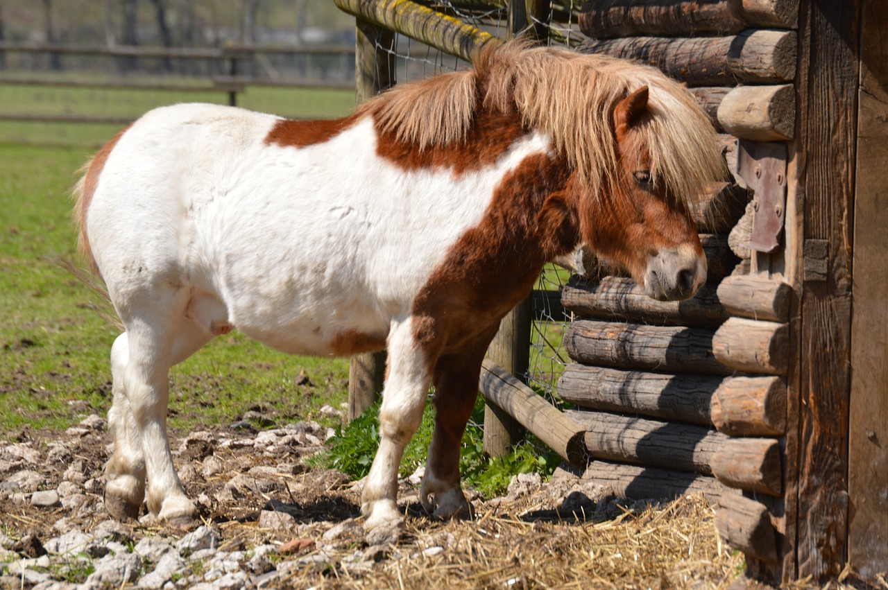 pony horse animal free photo