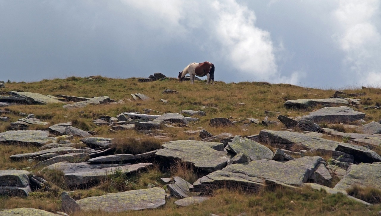 pony pottoka mountain free photo