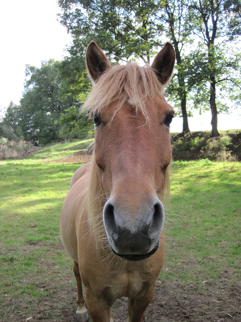 pony dun portrait free photo