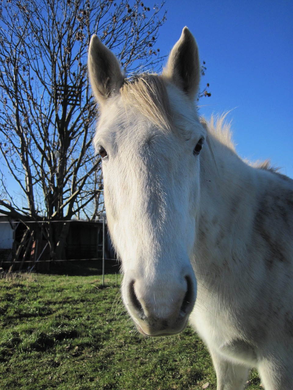 pony mold white free photo