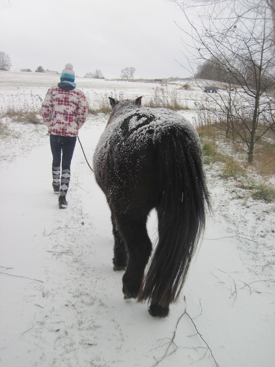 pony snow child free photo