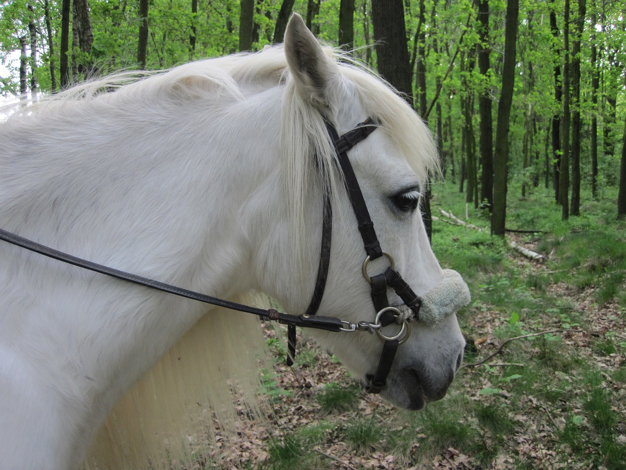 pony mold white free photo