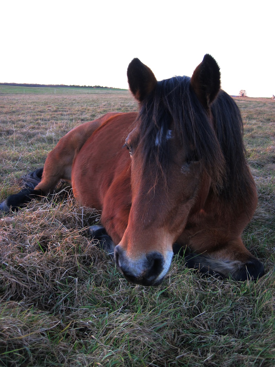 pony pasture concerns free photo