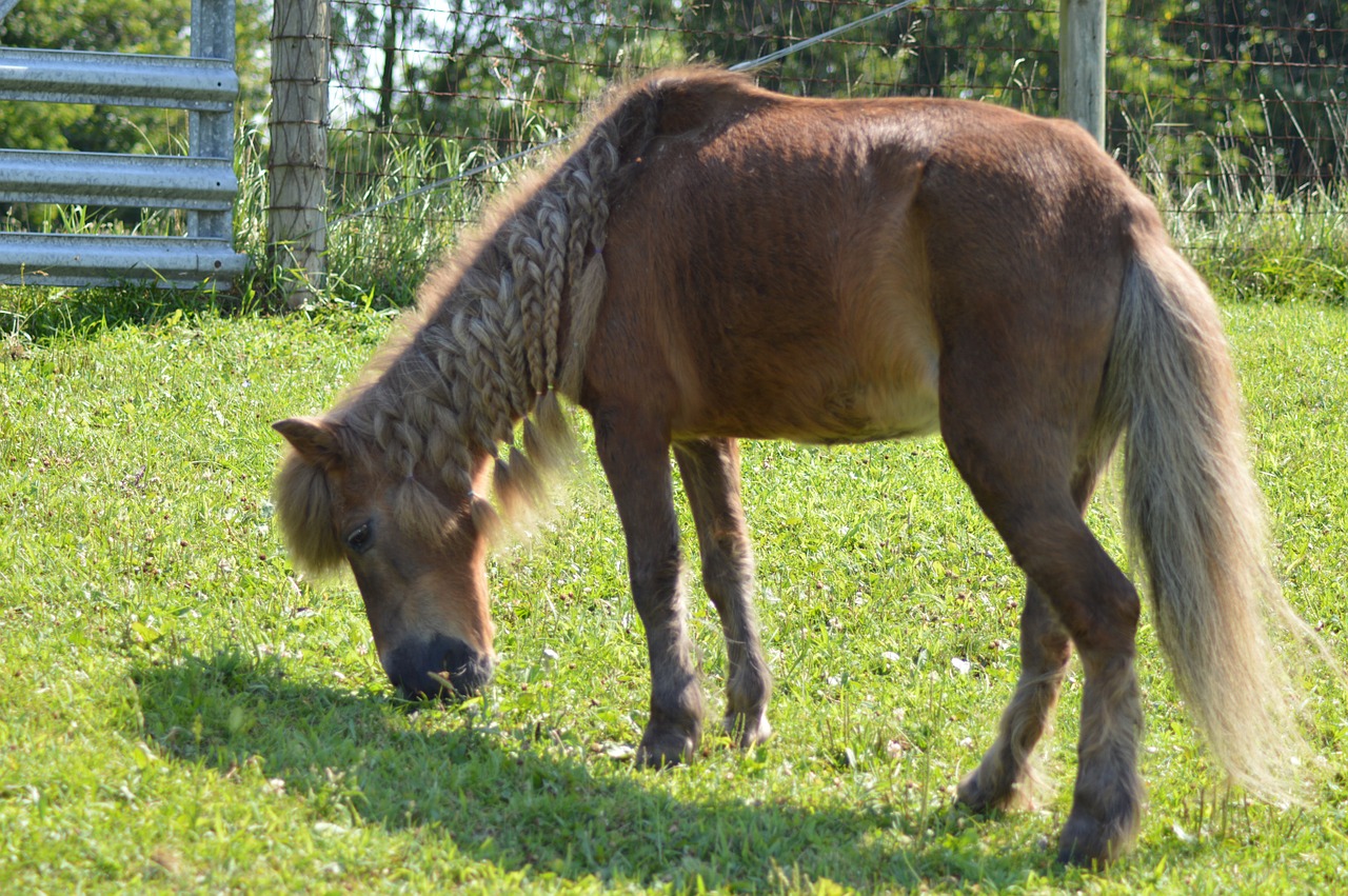 pony shetland shetland pony free photo