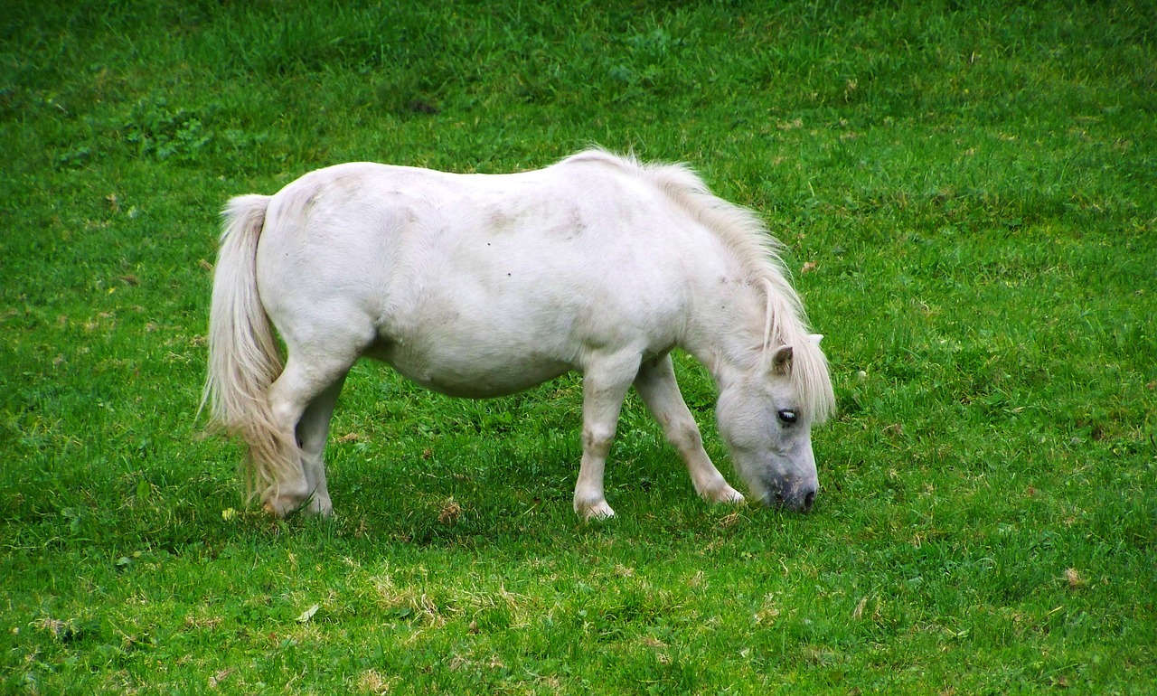 pony small white horse hoofed animals free photo