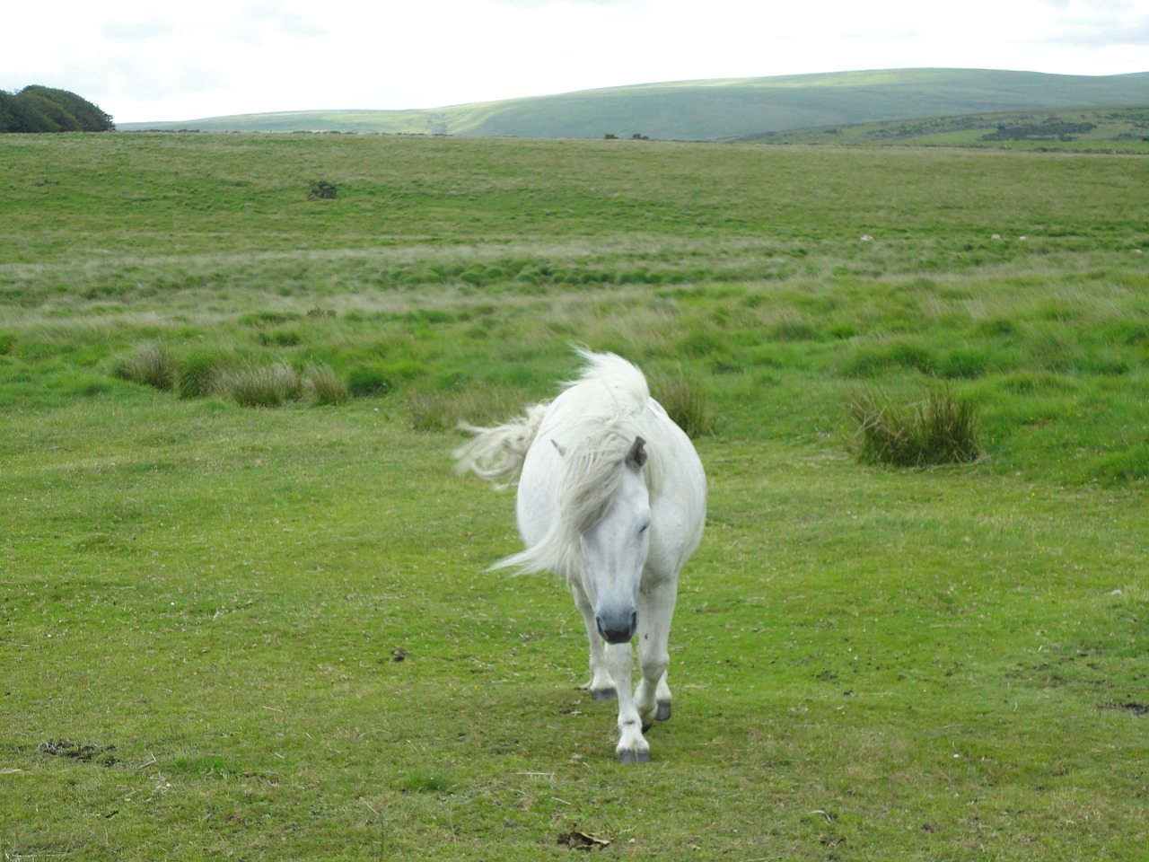 pony horse dartmoor pony free photo