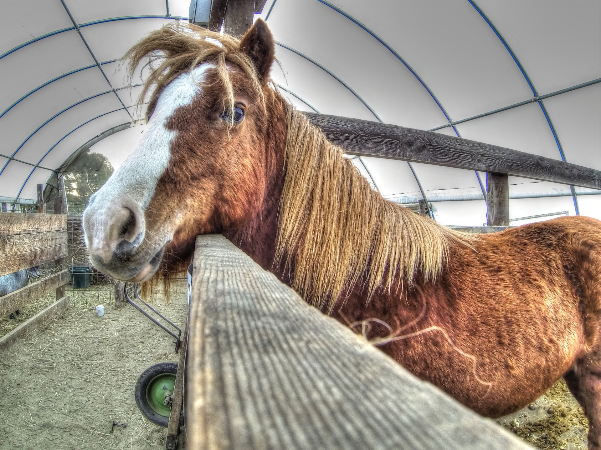 pony ponies horse free photo