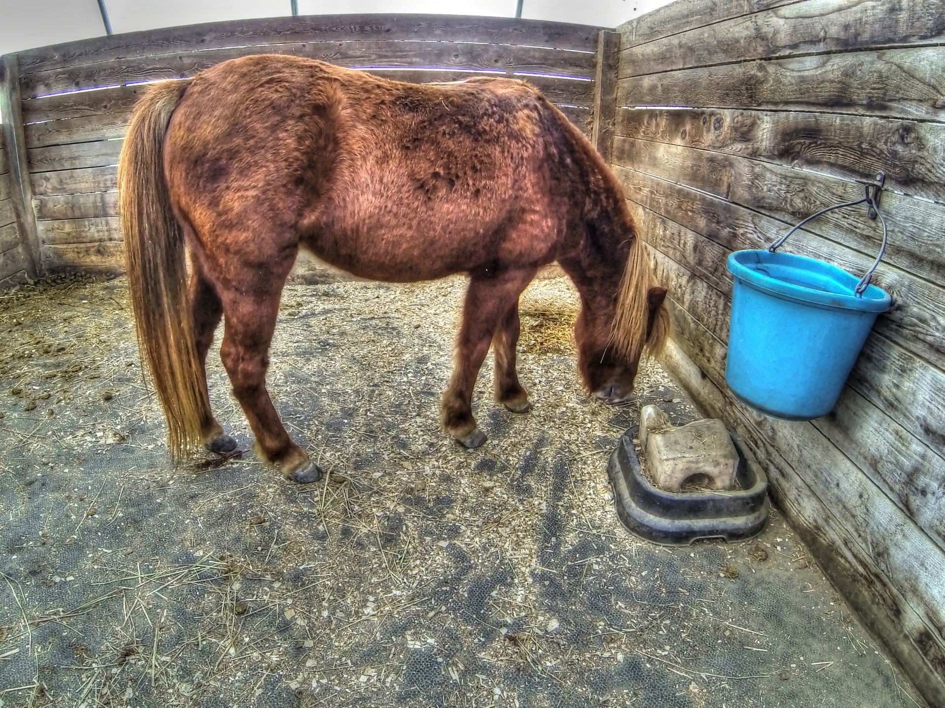 pony ponies horse free photo