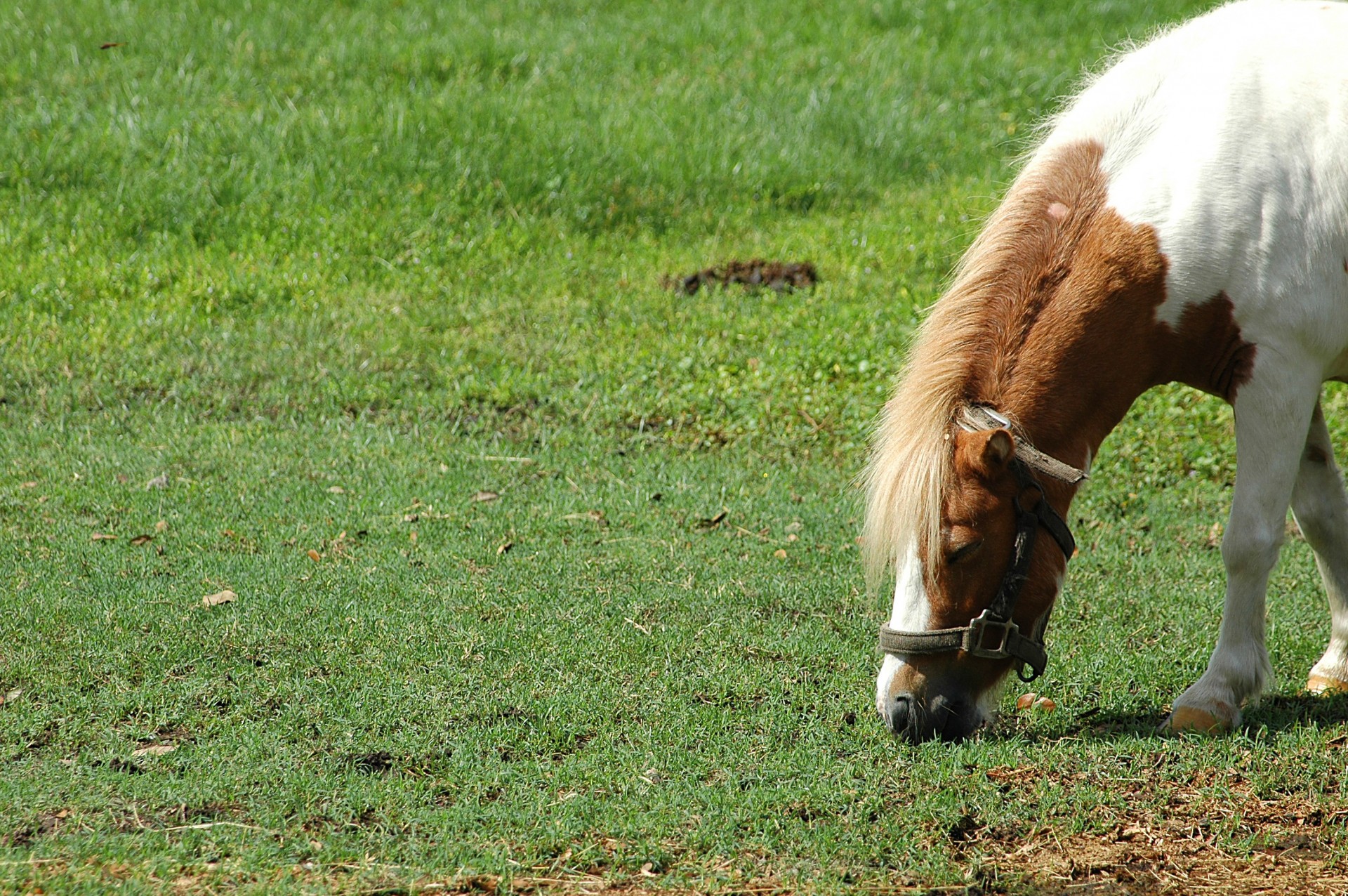 pony feeding grass free photo