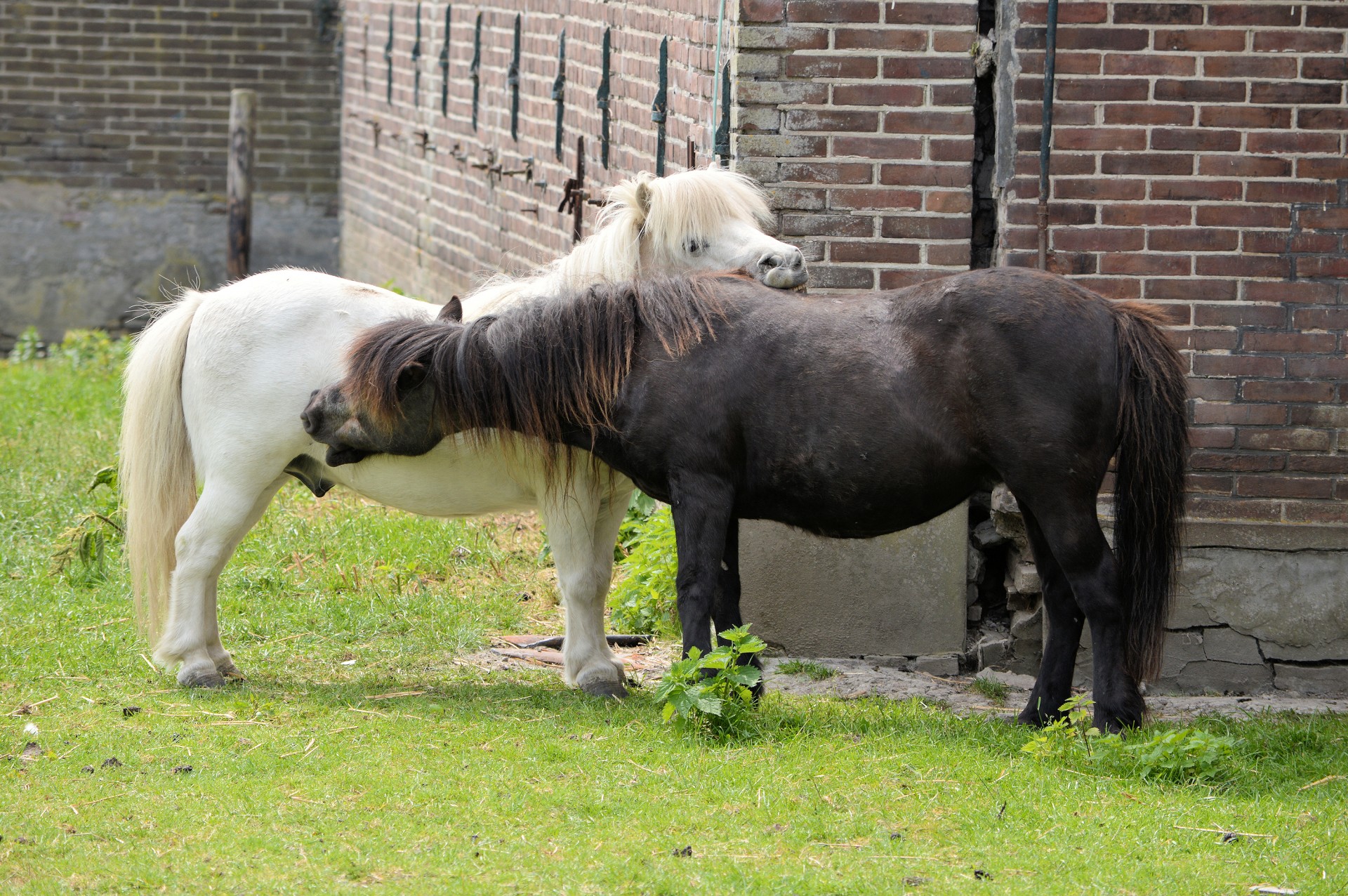 pony pasture grazing free photo