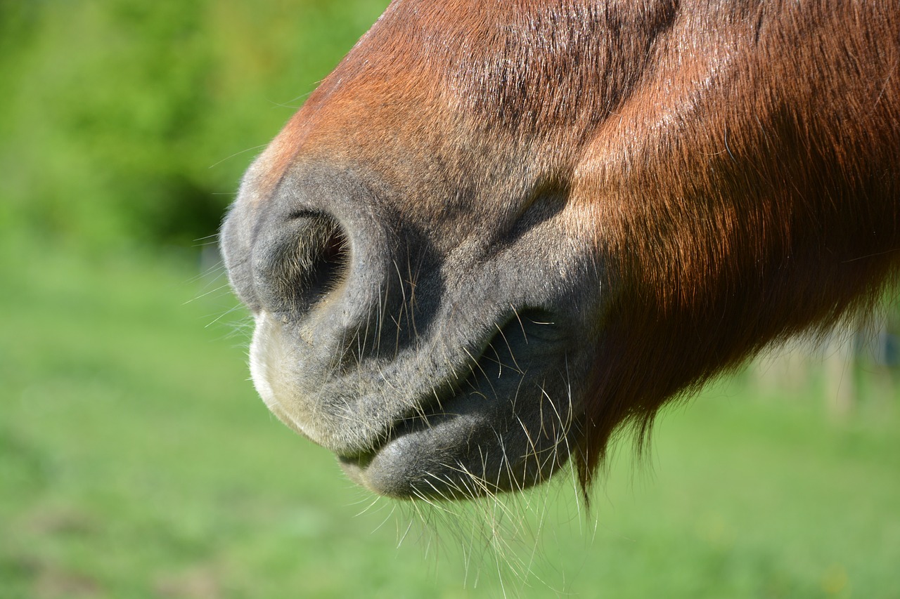 pony nostrils  pony muzzle shetland pony  small horse free photo