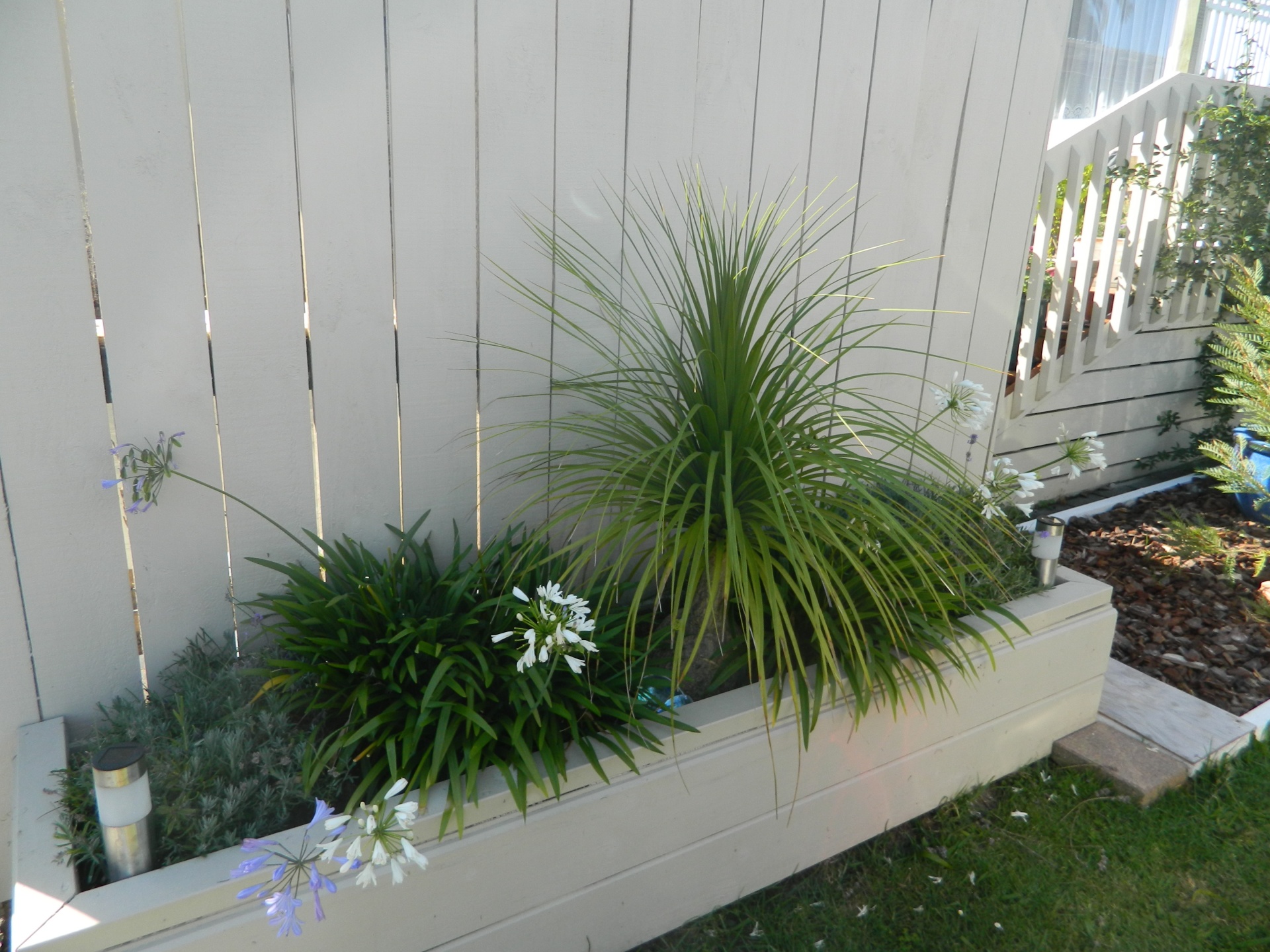 garden ponytail palm plant free photo