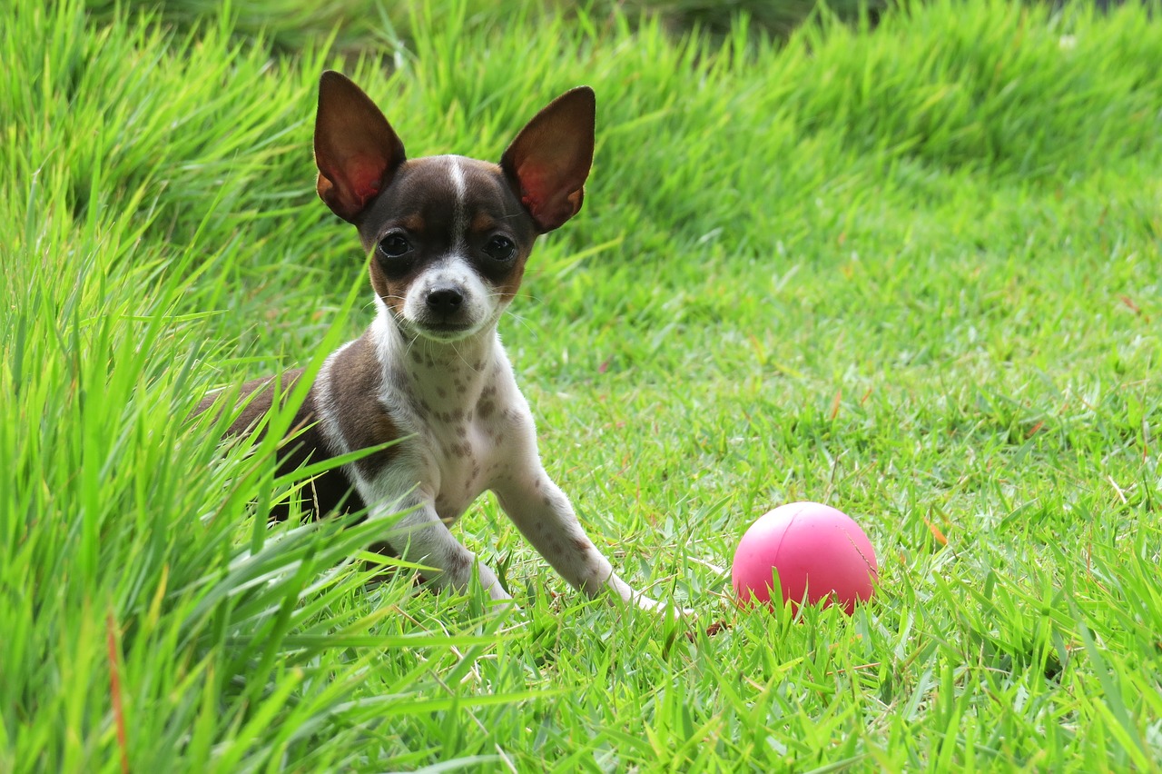 pooch dog ball free photo