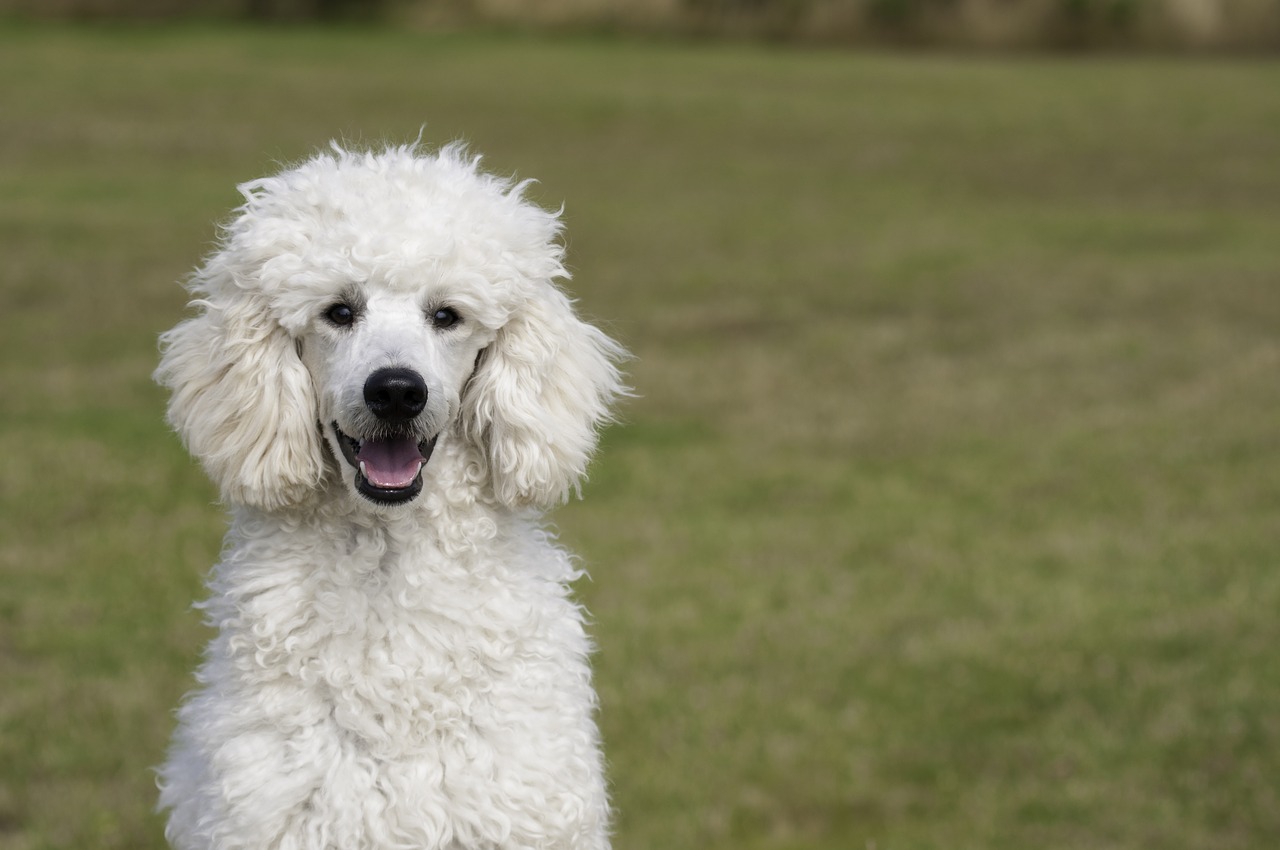 poodle the poodle dog free photo