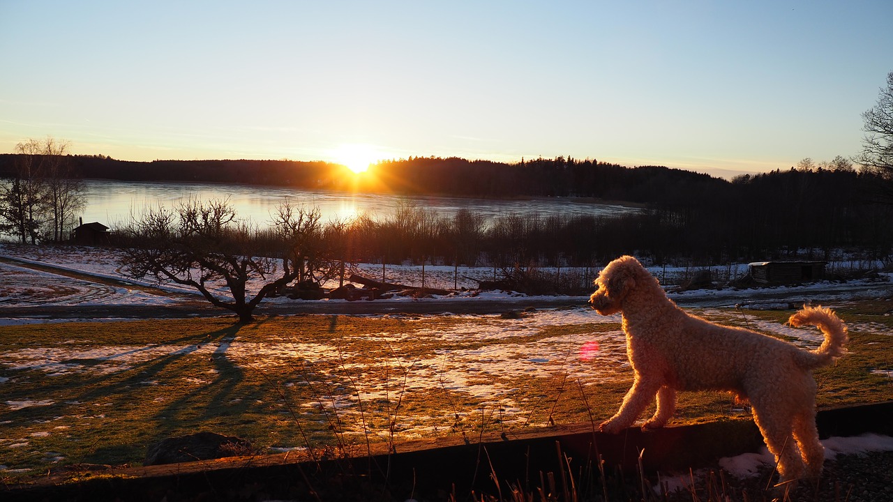 poodle sunset landscapes free photo