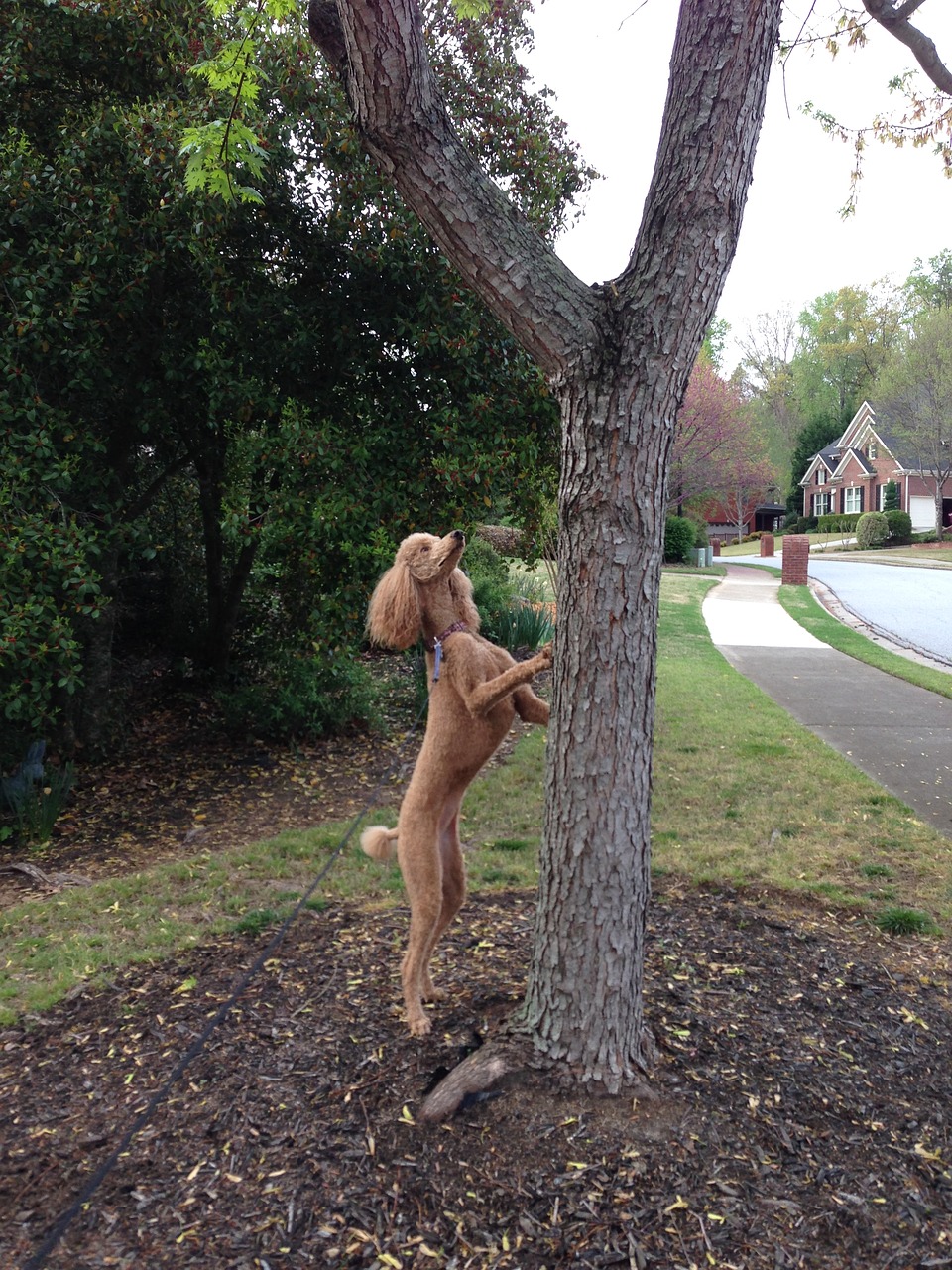 poodle dog poodle hunting squirrel free photo