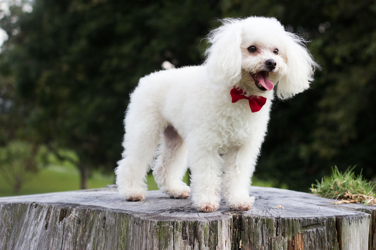 poodle puppy dog free photo