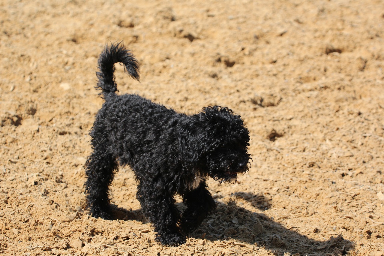 poodle puppy black free photo