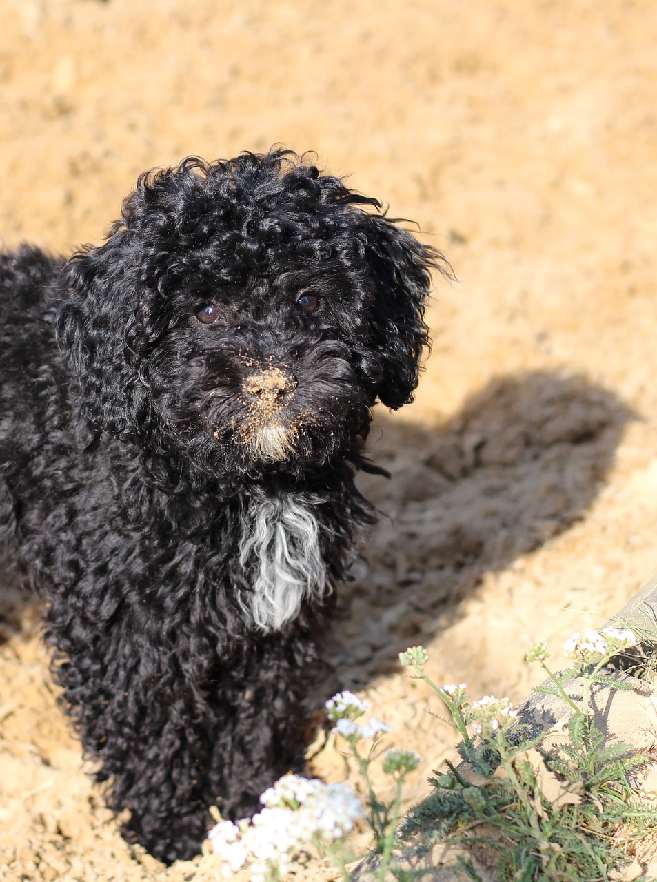 poodle nose black free photo