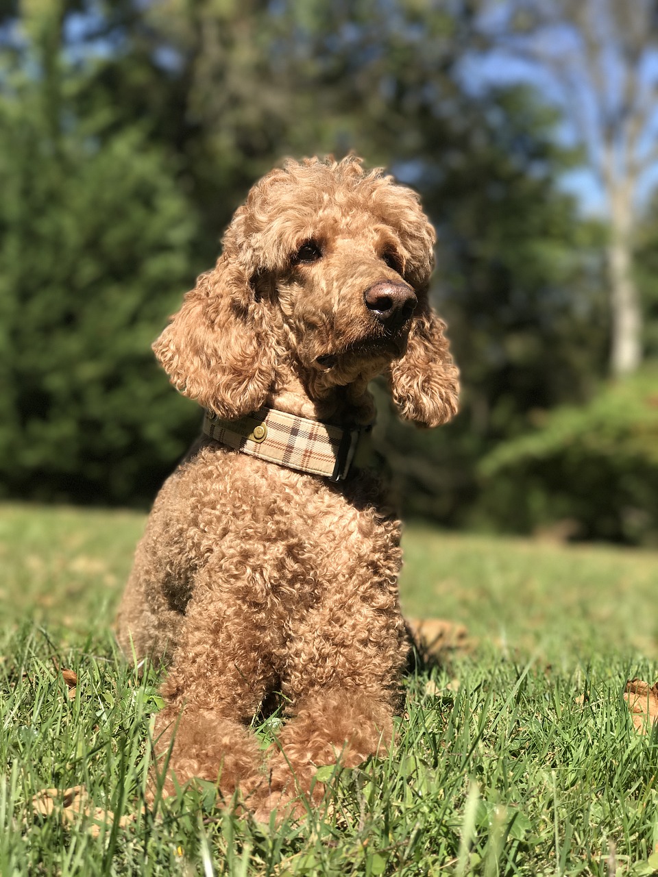 poodle dog red free photo