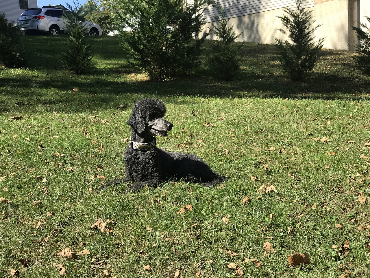 poodle black curly free photo