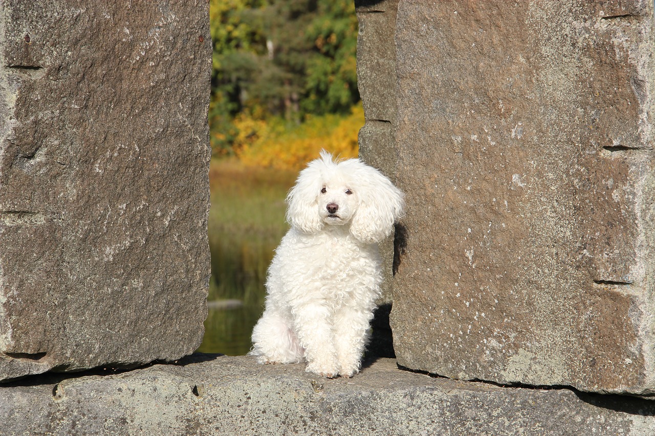 poodle the poodle stone statue free photo