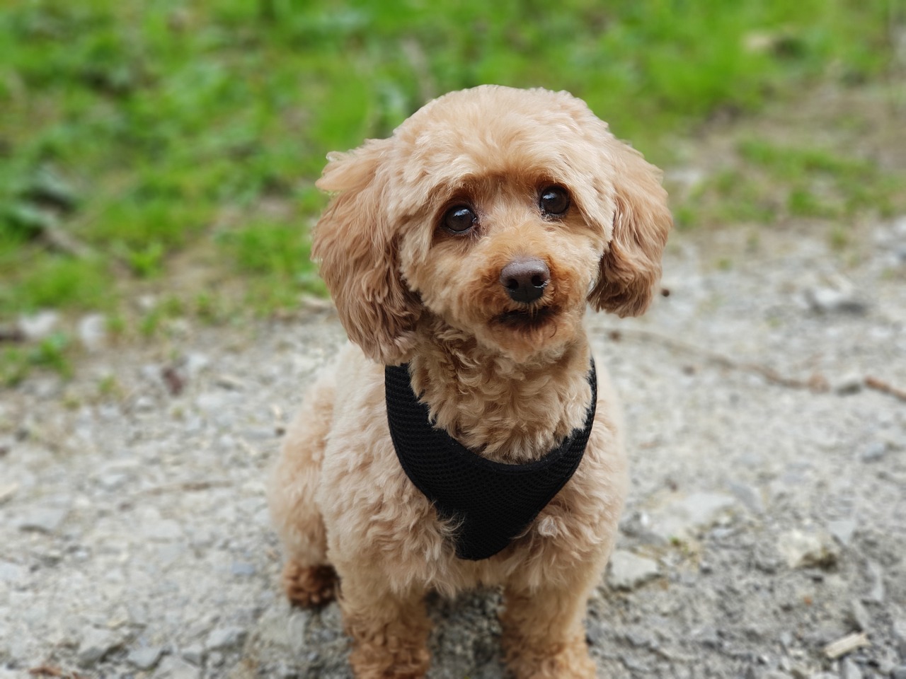 poodle  dog  miniature poodle free photo