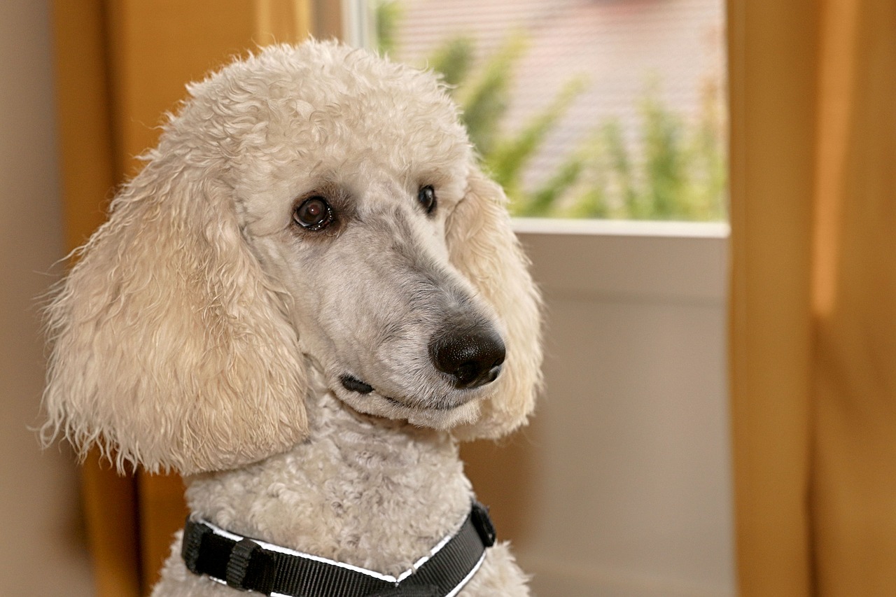 poodle  dog  animal free photo