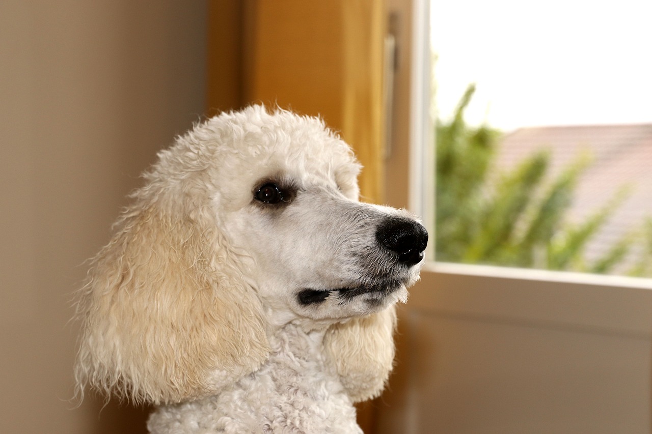 poodle  dog  animal free photo