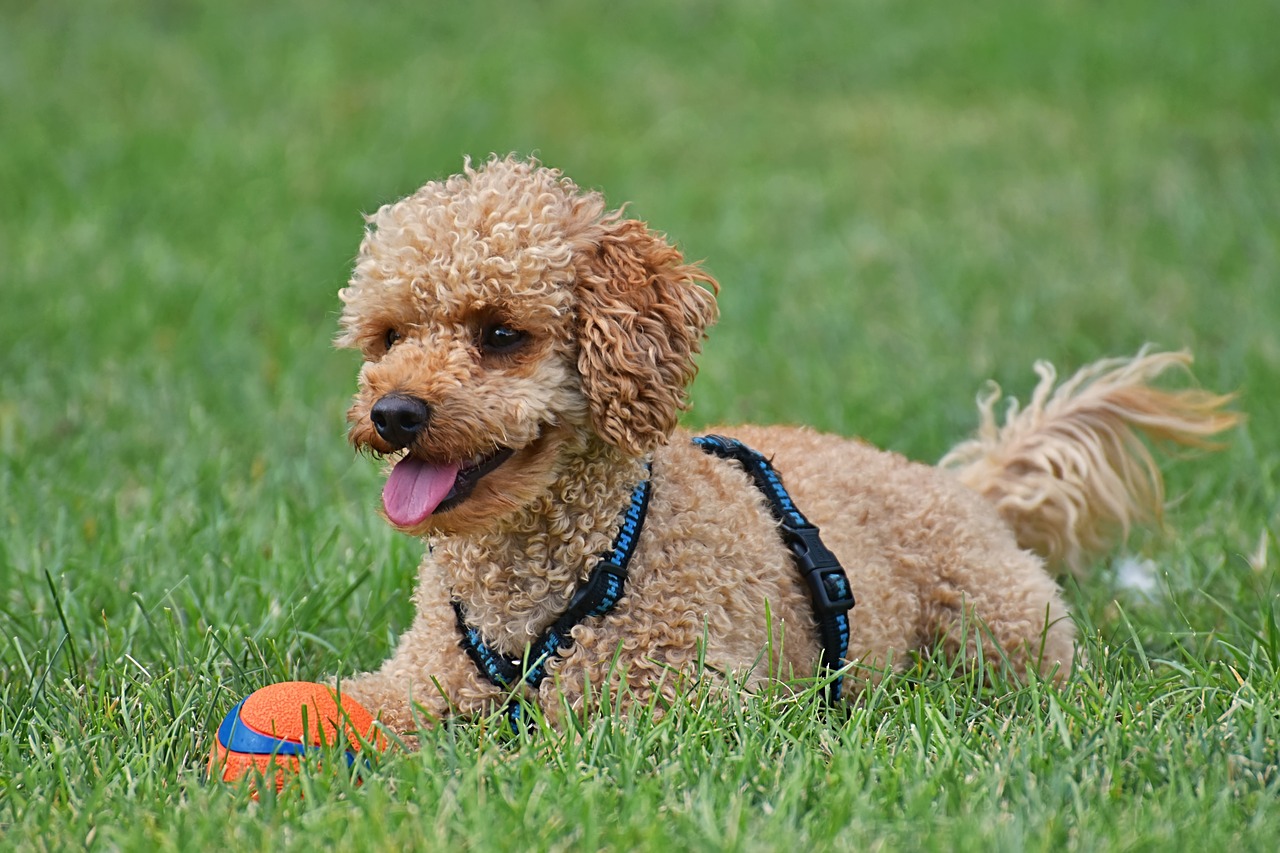 poodle  dog  pet free photo